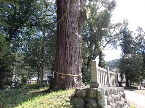 大川上美良布神社の自然