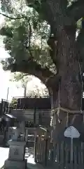 楠霊神社の自然