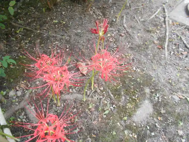 浄光明寺の自然