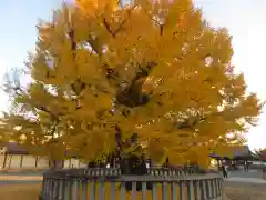 本願寺（西本願寺）(京都府)