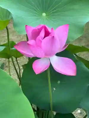 三室戸寺(京都府)