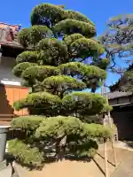眞頂院の{uncategorized: "未分類", other: "その他", undefined: "問題あり", building: "その他建物", grave: "お墓", sacred_gate: "鳥居", guardian: "狛犬", statue: "像", buddha: "仏像", history: "歴史", nature: "自然", garden: "庭園", animal: "動物", pagoda: "塔", temizu: "手水舎", mountain_gate: "山門・神門", sanctuary: "本殿・本堂", subordinate: "末社・摂社", art: "芸術", scenery: "景色", jizo: "地蔵", ema: "絵馬", goshuin: "御朱印", omikuji: "おみくじ", items: "授与品その他", amulet: "お守り", goshuincho: "御朱印帳", eats: "食事", festival: "お祭り", votive_dance: "神楽", shichigosan: "七五三参", wedding: "結婚式", experience: "体験その他", initially: "初詣", around: "周辺", anti_infection: "感染症対策"}