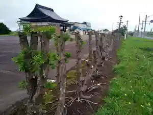 雨竜 専福寺の自然(2024年07月11日(木) 19時06分10秒投稿)