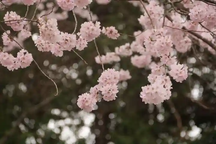 神炊館神社 ⁂奥州須賀川総鎮守⁂の自然