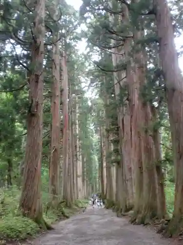 戸隠神社奥社の自然