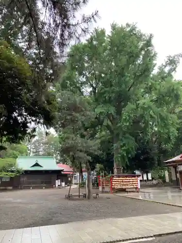 平塚八幡宮の自然