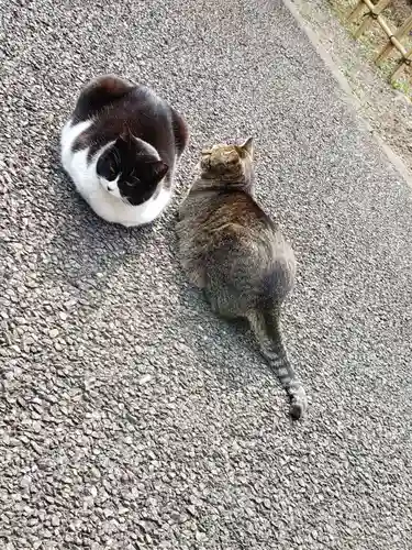 白金氷川神社の動物