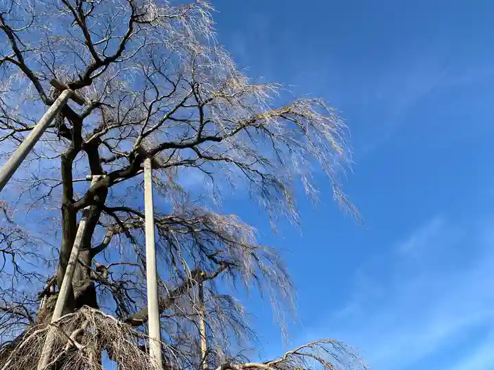 瀧桜神明宮(福島県)