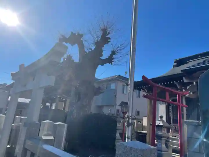 秋葉神社の鳥居