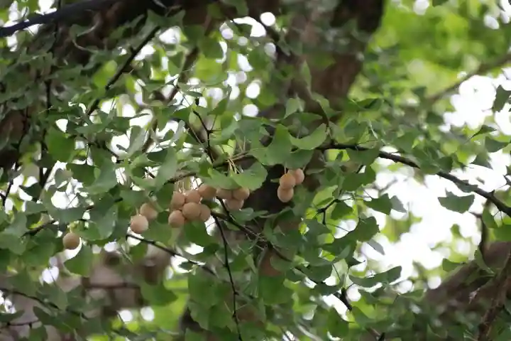 安積國造神社の自然