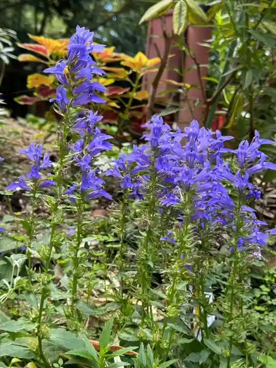 神炊館神社 ⁂奥州須賀川総鎮守⁂(福島県)