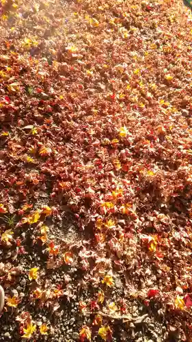 出雲大神宮の自然