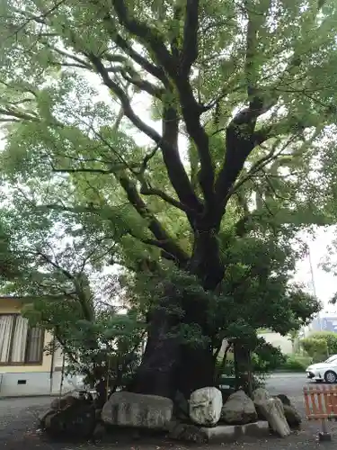 伊河麻神社の自然