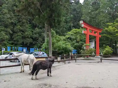 丹生川上神社（下社）(奈良県)