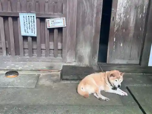 長谷寺の動物