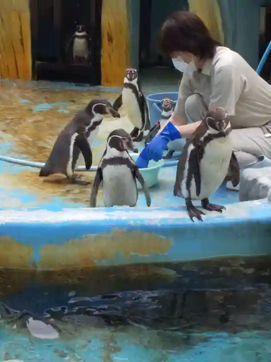 射水神社の動物