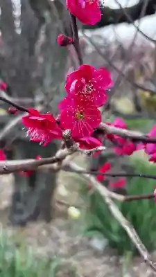 豊國神社の{uncategorized: "未分類", other: "その他", undefined: "問題あり", building: "その他建物", grave: "お墓", sacred_gate: "鳥居", guardian: "狛犬", statue: "像", buddha: "仏像", history: "歴史", nature: "自然", garden: "庭園", animal: "動物", pagoda: "塔", temizu: "手水舎", mountain_gate: "山門・神門", sanctuary: "本殿・本堂", subordinate: "末社・摂社", art: "芸術", scenery: "景色", jizo: "地蔵", ema: "絵馬", goshuin: "御朱印", omikuji: "おみくじ", items: "授与品その他", amulet: "お守り", goshuincho: "御朱印帳", eats: "食事", festival: "お祭り", votive_dance: "神楽", shichigosan: "七五三参", wedding: "結婚式", experience: "体験その他", initially: "初詣", around: "周辺", anti_infection: "感染症対策"}