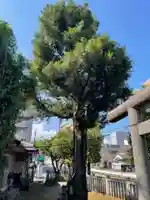 嶺天祖神社の自然