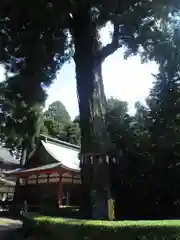 香取神宮の自然