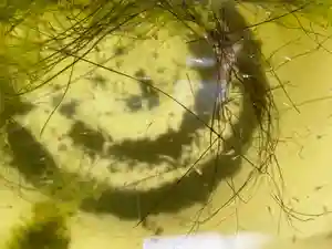 最明寺の動物(2020年06月05日(金) 20時31分08秒投稿)