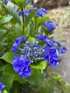 宝壽山 吉祥院の自然(2022年07月23日(土) 09時56分33秒投稿)