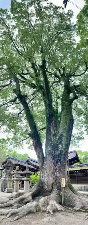 藤森神社の自然