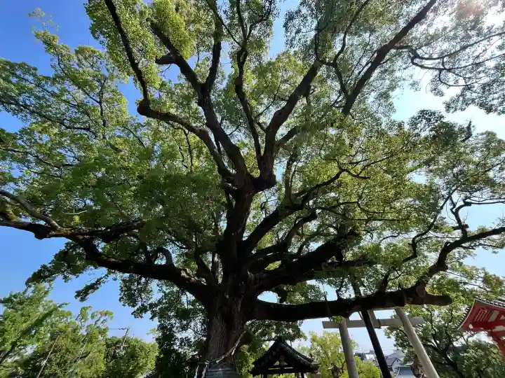 百舌鳥八幡宮(大阪府)