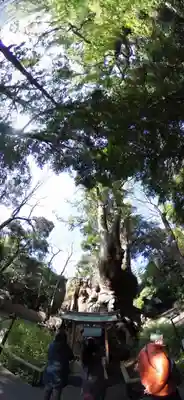 來宮神社(静岡県)