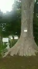 酒門神社の自然