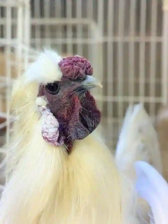 榮久山大法寺(東京都)