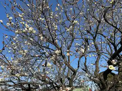 亀戸天神社(東京都)