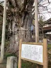 上日寺の自然