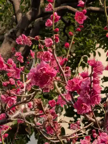 麻布氷川神社(東京都)