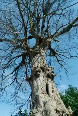 石見国一宮　物部神社(島根県)