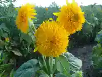 白崎神社(山口県)