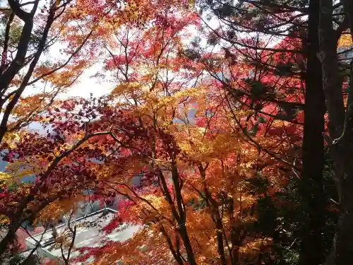 大山阿夫利神社の自然