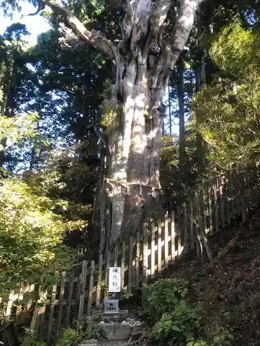 玉置神社の自然