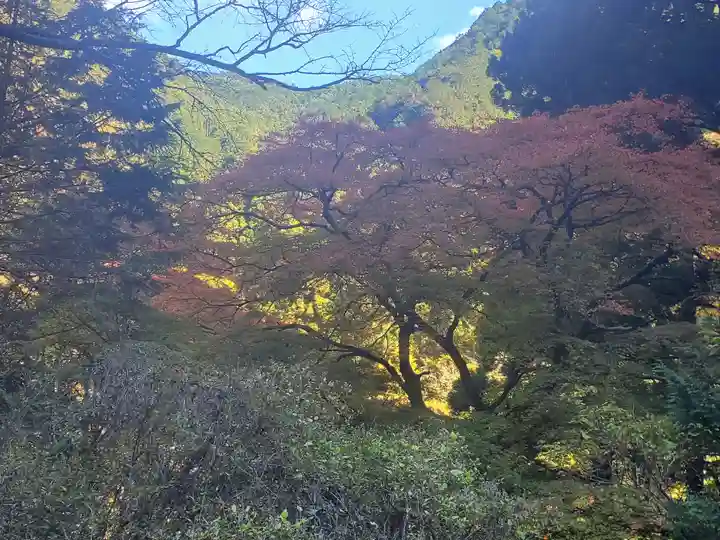 蓬莱神社の自然