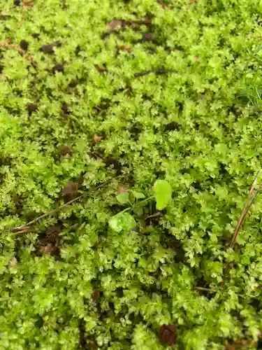 滑川神社 - 仕事と子どもの守り神の自然