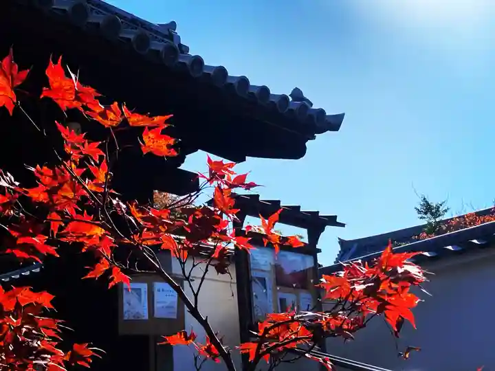 光明院(光明禅院)(京都府)