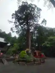 北口本宮冨士浅間神社(山梨県)