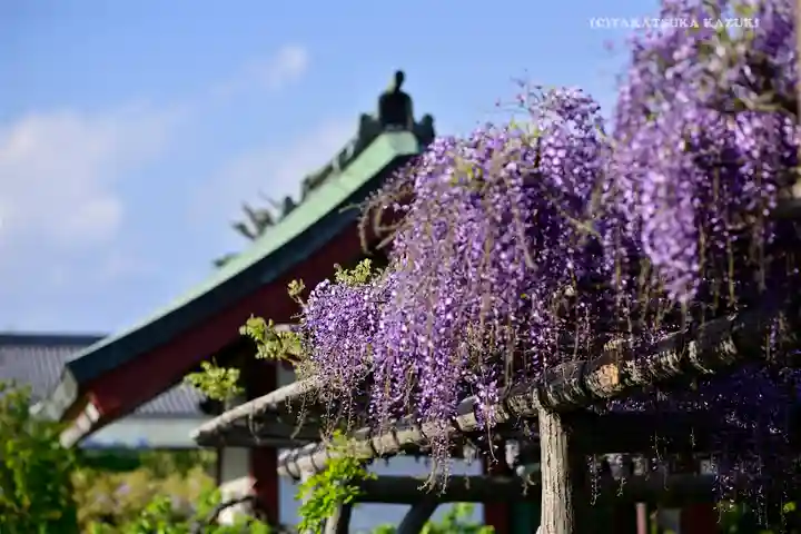 亀戸天神社の庭園