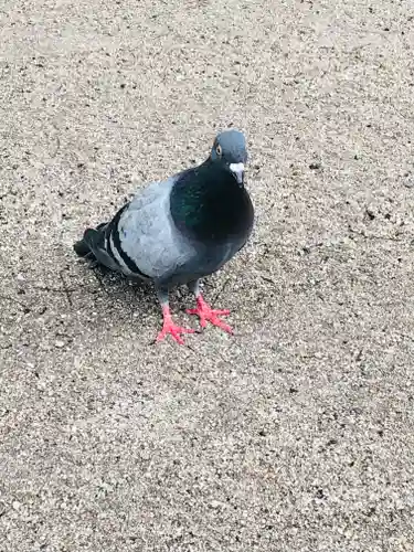 大聖観音寺（あびこ観音）の動物