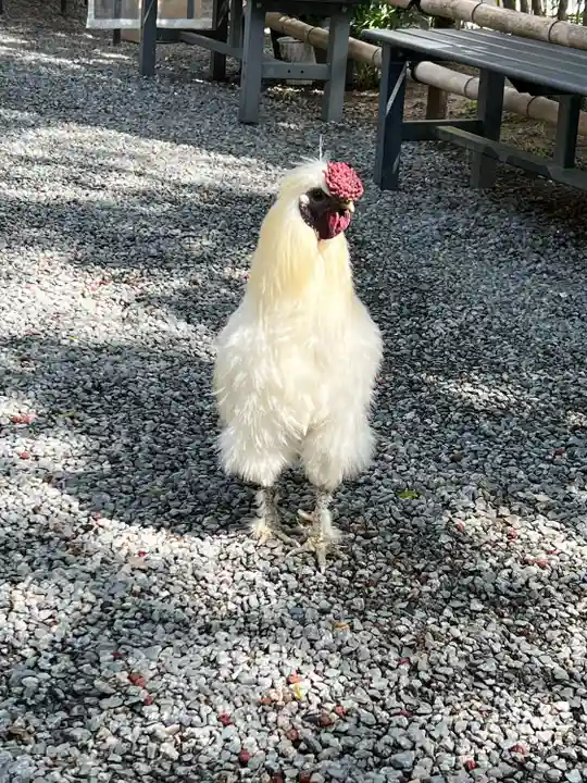 高屋敷稲荷神社(福島県)