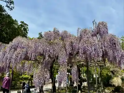 天台宗 五大山 白毫寺(兵庫県)