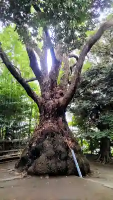 玉川神社(東京都)