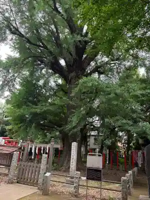 鬼子母神堂 (法明寺)(東京都)