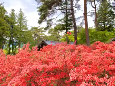 皇大神社(真田御屋敷跡)の自然