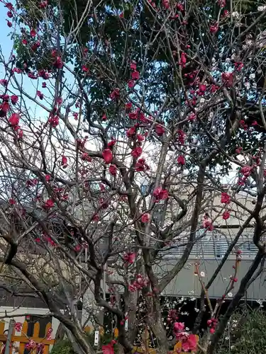 亀戸天神社の自然