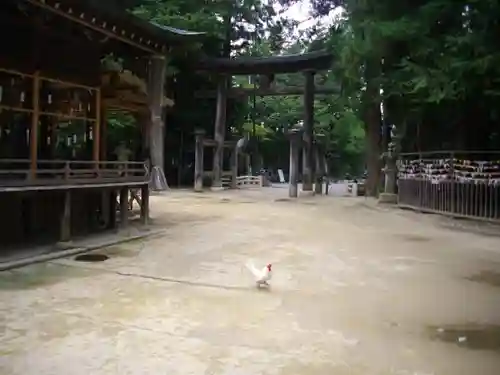 穂高神社本宮の動物